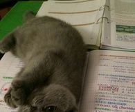 Kitty Need Attention