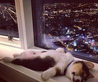 Napping Dog