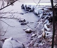 Icy Winter