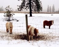 Baby Horses
