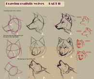 Drawing Wolves