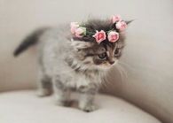 Flower Crown Kitty