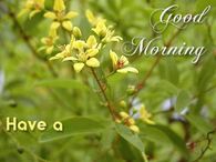 Good Morning Have a Lovely Day