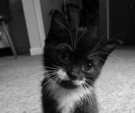 moustache kitty