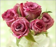 Happy Valentines Day