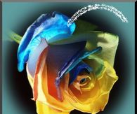 Colorful Rose