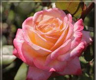 Blossoming Pink Rose