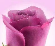 Sparkling Pink Rose