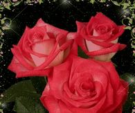 Blooming Red Roses