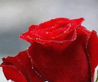Pretty Hands Holding Red Rose