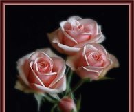Blooming Pink Roses