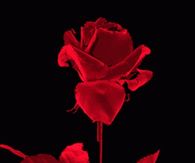 Spinning Red Rose