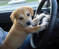 Puppy at the Steering Wheel