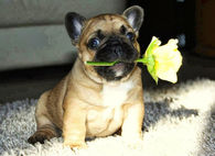 Cute Pug with a Yellow Rose