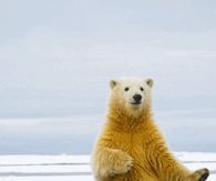 Dancing Polar Bear