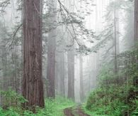 Rain Forest