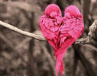 Love Birds
