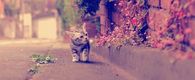 Kitty stopping to smell flowers