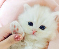 Pretty Persian Kitty with Beautiful Blue Eyes