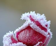 Frozen Rose