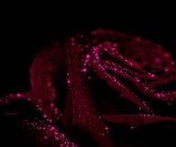 Red Rose Glittered with Love