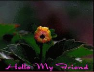 Hello My Friend