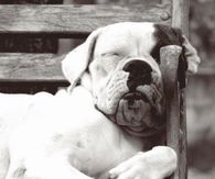 Sleeping Dog