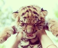Baby Tiger