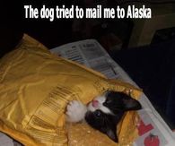 The dog tried to mail me