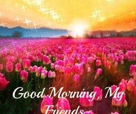 Good Morning My Friends