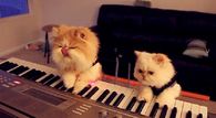 KItty Duet