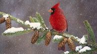 Cardinal  in the Winter 