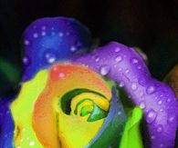 Animated Rainbow Rose