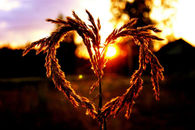 Wheat Heart