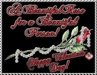 A beautiful rose for a beautiful person