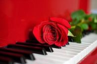 red rose