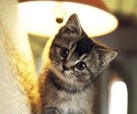 Cute Kitten