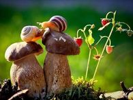 Kissing Snails