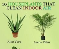 10 House Plants That Clean Air