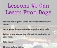 Lessons we can learn from dogs
