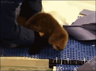 Otter learning to swim