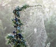Spiderweb & Blueberries