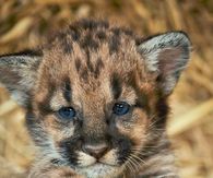 Baby Leopard