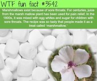 Marshmallows