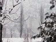Trees under heavy snow