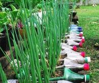 Plastic Bottle Garden