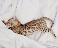 Leopard Cat