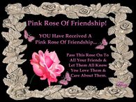 Pink Rose of Friendship