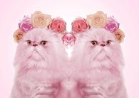 Pink Persians