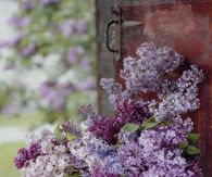 Lilacs in a Bucket
